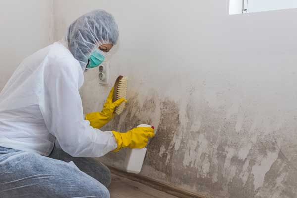 Mold Remediation Services